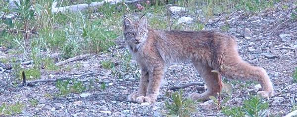Photo of Lynx canadensis by <a href="http://www.tru.ca/schs/biol/facpgs/rhiggins/">Rob Higgins</a>